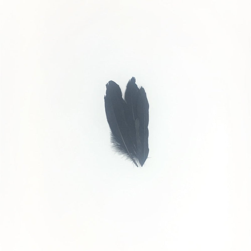 Guru Feathers Quill